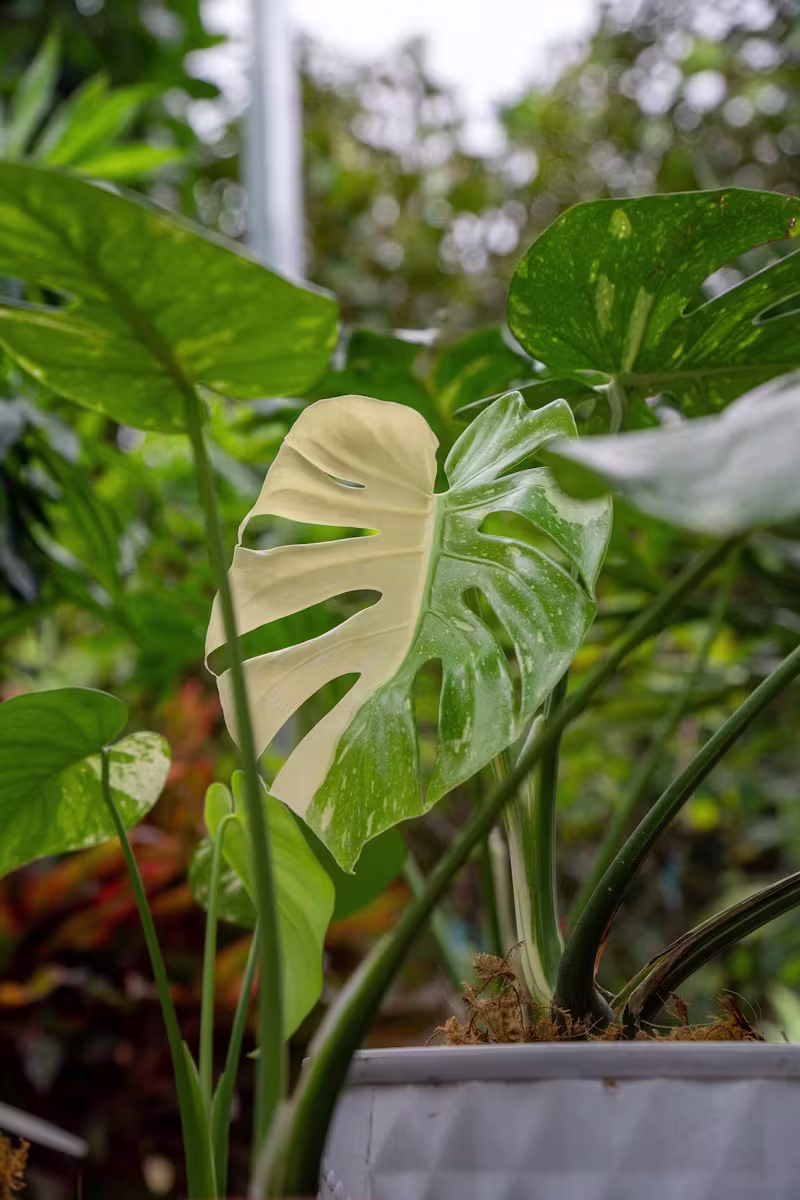 Alt monstera thai constellation